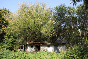 A tree growing out of a house in the abandoned village of Zalissya