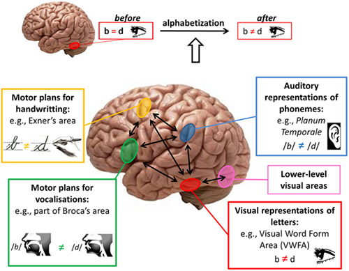 Brain areas involved in literacy acquisition