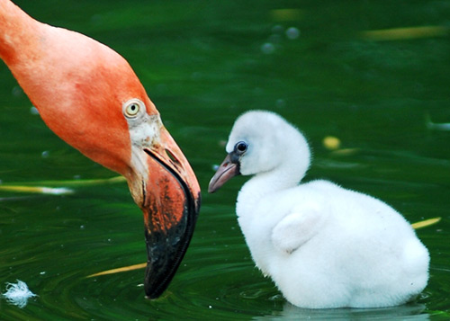 What kind of monster would take away the future of this baby flamingo?