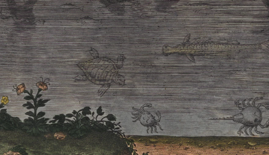 Fish out of Water: Collecting Aquatic Animals in the Early Modern Period
