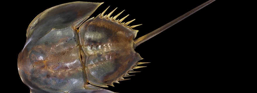 A Painter, a Collector, and a Horseshoe Crab