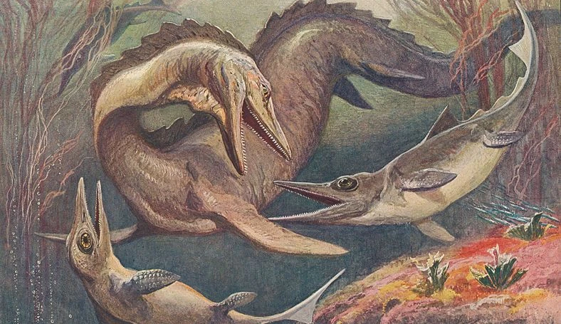 Napoleon’s stolen sea monster: repatriating cultural objects