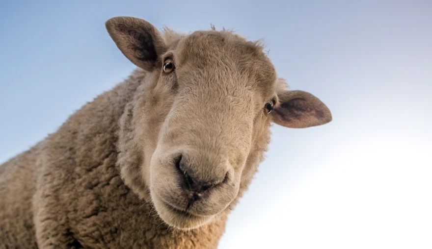 Over my Dead Sheep’s Body!