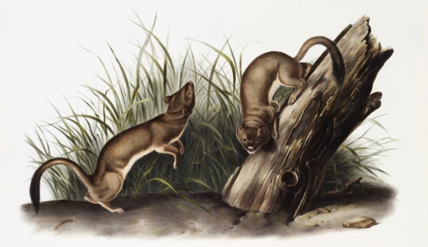 “A Weasel is Wild. Who knows what he thinks?” A reading of Annie Dillard’s “Living like Weasels” (1982)