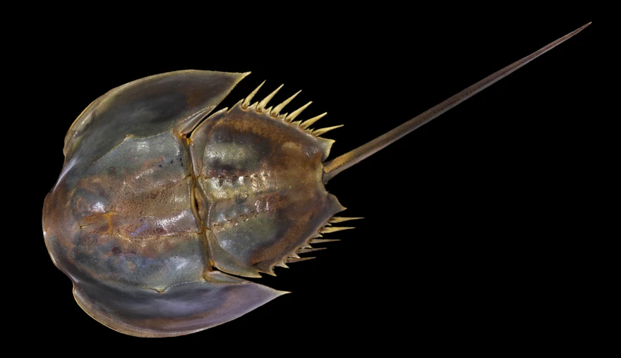A Painter, a Collector, and a Horseshoe Crab