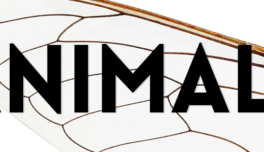 LUCAS Graduate Conference - Animals: Theory, Practice, Representation