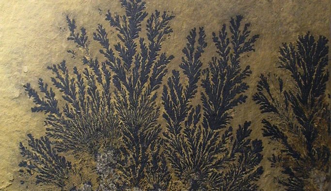 Figure Fossils Playing Pretend
