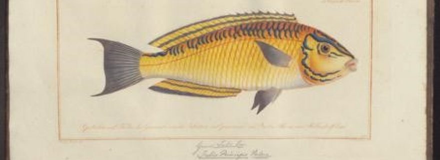 The Murky Waters of Classification. Ordering Fish in Eighteenth-century Europe