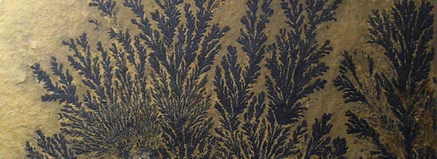 Figure Fossils Playing Pretend