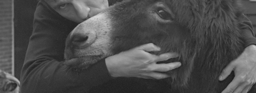 Donkeys, Vondel and Reve