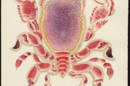 Curious and Real. Envisioning Sea Creatures in Tokugawa Japan