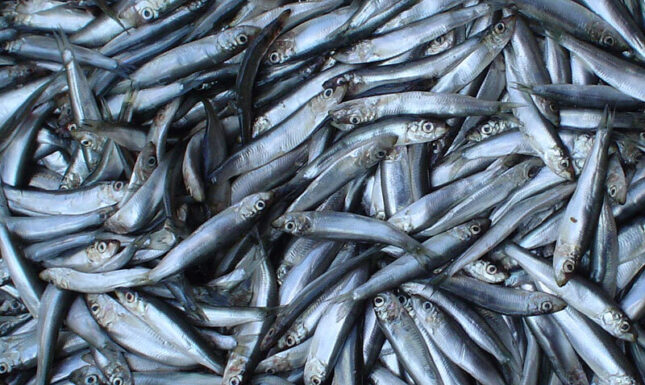 Narratives Sprats