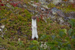Weasel 3